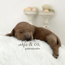 Goldendoodle Puppies from Carlie and Co. Goldendoodles