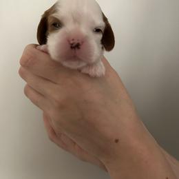 Cavalier King Charles Spaniel Puppies from Misty Meadow Cavaliers