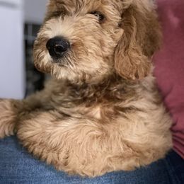 Goldendoodle Puppies from JEM’s doodles