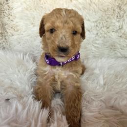 Purple collar - Apricot female Poodle puppy in Spring Branch, Texas from Bear Hills kennel
