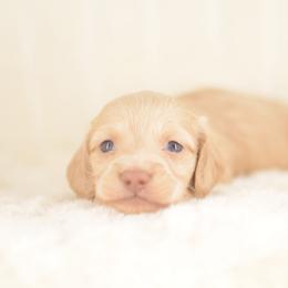 Toast -- FULL AKC Cream Silky - Cream male Dachshund puppy in Neosho, Missouri from A Walk In The Park