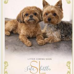 Shorkie puppies from SATA Kennels