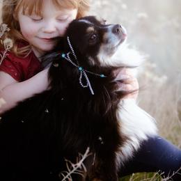 Chewy - Toy Australian Shepherd