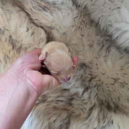 Puppy 2 - Cream male Pomeranian puppy in Lebanon, Indiana from Duran's Huskies and Pomeranians