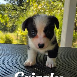 Grizzly - Brindle and white male Cardigan Welsh Corgi puppy in Bland, Missouri from Shadey Lane Corgis
