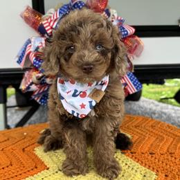 Cocoa Bean - Merle male Cockapoo puppy in Berea, Kentucky from Blair’s Furry Friends
