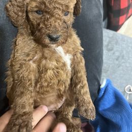 Goldendoodle Puppies from Life_on. Paws