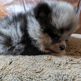 Phoenix - Blue merle female Pomeranian puppy in California from TD Dream Poms