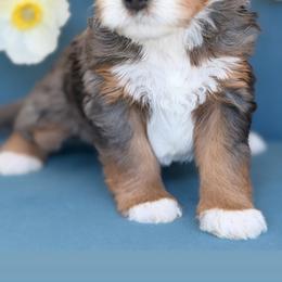 Pocahontas - Tri-color female Bernedoodle puppy in Yuciapa, California from AlltheDoodlez_