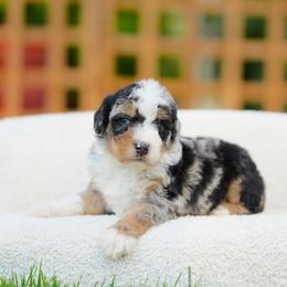 Goose - Blue merle male Bernedoodle puppy in Spokane, Washington from Lilac City Doodles