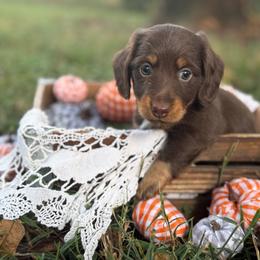 Susie Q - Chocolate and tan female Dachshund puppy in Nashville, Arkansas from Whisenhunt Farms