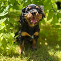 Black and Tan 1 - Black and tan male Cavalier King Charles Spaniel puppy in Snohomish, Washington from The Cavi Pack