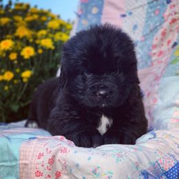 Newfoundland and Shih Tzu Puppies from Bobbi Kimball