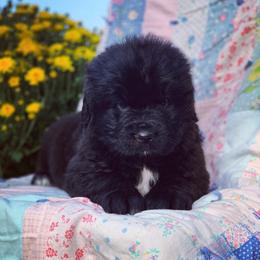 Newfoundland and Shih Tzu Puppies from Bobbi Kimball