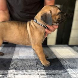 Black Collar Boy - Fawn male Cane Corso puppy in Beaver Crossing, Nebraska from Blue River Cane Corso
