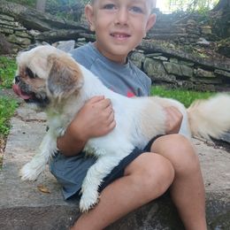 Koda - Shih Tzu