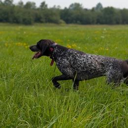 German Shorthaired Pointers from Pointing River Gun Dogs