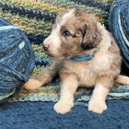 Ani - Blue merle and white female Sheepadoodle puppy in Chesapeake, Virginia from Doodle-Cove