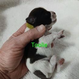 Toolie - Parti male Miniature Schnauzer puppy in Midland, Texas from Shebbies Puppy Palace