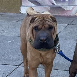 Fortuna - Chinese Shar-Pei