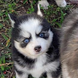 Brie - 2100 - Black and white female Pomsky puppy in Spring Hill, Florida from www.PuppyTimeEmporium.com