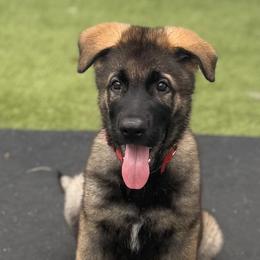 German Shepherd puppies from Kriegshund-Zug German Shepherds