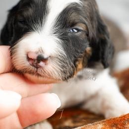 Veuve - Sable female Bernedoodle puppy in Youngstown, Florida from Wonderland’s Boujie Kennels