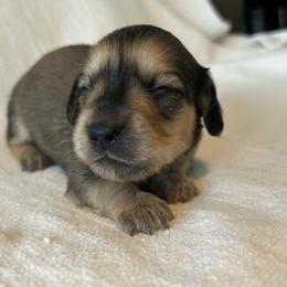 Curley (shaded cream) - Cream male Dachshund puppy in Sebring, Florida from Mini Weenies