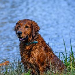Bridger - Golden Retriever