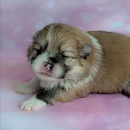 Mable - Orange sable female Pomeranian puppy in Fultonville, New York from Sandy Aussies & Pomeranians