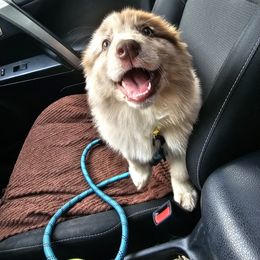 Australian Shepherd Puppies from Border Creek's Australian Shepherds