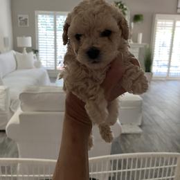 Poodle Puppies from Mishel St James