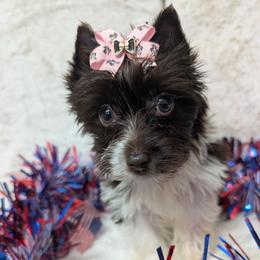 Cherry - Parti female Yorkshire Terrier puppy in Gaylesville, Alabama from Sweet Alabama Yorkies