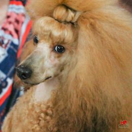Poodle All Grown Up from Silver Moon Poodles