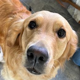 Golden Retrievers and Labrador Retrievers from Summit Assistance Dogs
