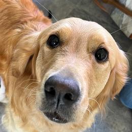 Golden Retrievers and Labrador Retrievers from Summit Assistance Dogs