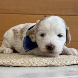 K- RED BOY - Parti male Goldendoodle puppy in Lewisville, Texas from Texas Goldendoodle Lovers