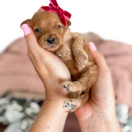 Cayenne - red bow girl - Red female Cavapoo puppy in Melbourne, Florida from Space Coast Doodle Co.