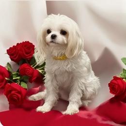 Cavapoo, Maltese, and Maltipoo Puppies from Carolina Canines