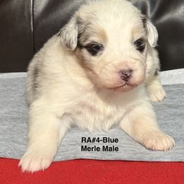 RA4 - Blue merle male Australian Shepherd puppy in Ada, Ohio from Windy Hill Aussies