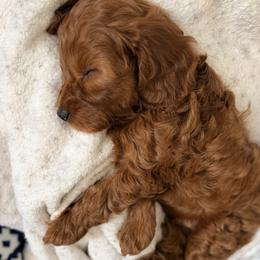 Cavapoo Puppies from Patriot Pups Cavapoos
