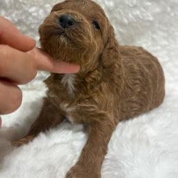 Girl 1 - Parti female Goldendoodle puppy in Wever, Iowa from JK Royal Lines