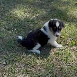 Elisheva - Black white and tan male Collie puppy in Malvern, Arkansas from Lost Acres Collies