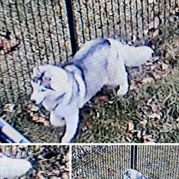 Vega  - Siberian Husky