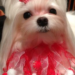 Maltese from Shari's Maltese