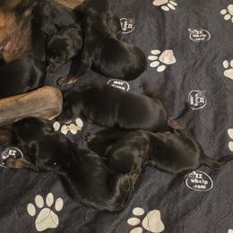 Girl 3 - Black and rust female Doberman Pinscher puppy in Vale, North Carolina from Von Katzenstein Kennel