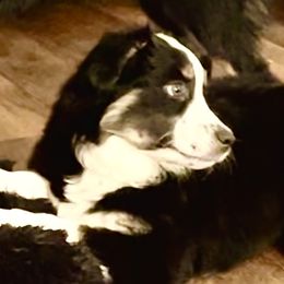 Oreo - Black tri Miniature American Shepherd puppy in Modesto, California from HeartSong Australian Shepherds