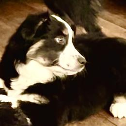 Oreo - Black tri Miniature American Shepherd puppy in Modesto, California from HeartSong Australian Shepherds