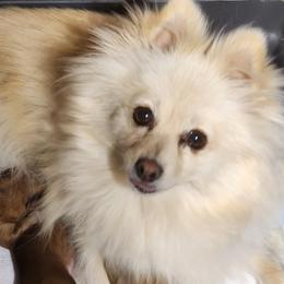 Pru - Pomeranian