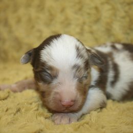 Boy 1 - Red merle male Miniature Australian Shepherd puppy in Licking, Missouri from Burnett Aussies